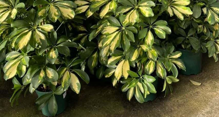 تصویر 2 از گیاه شفلرا سبز مناسب دکوراسیون منزل و محل کار